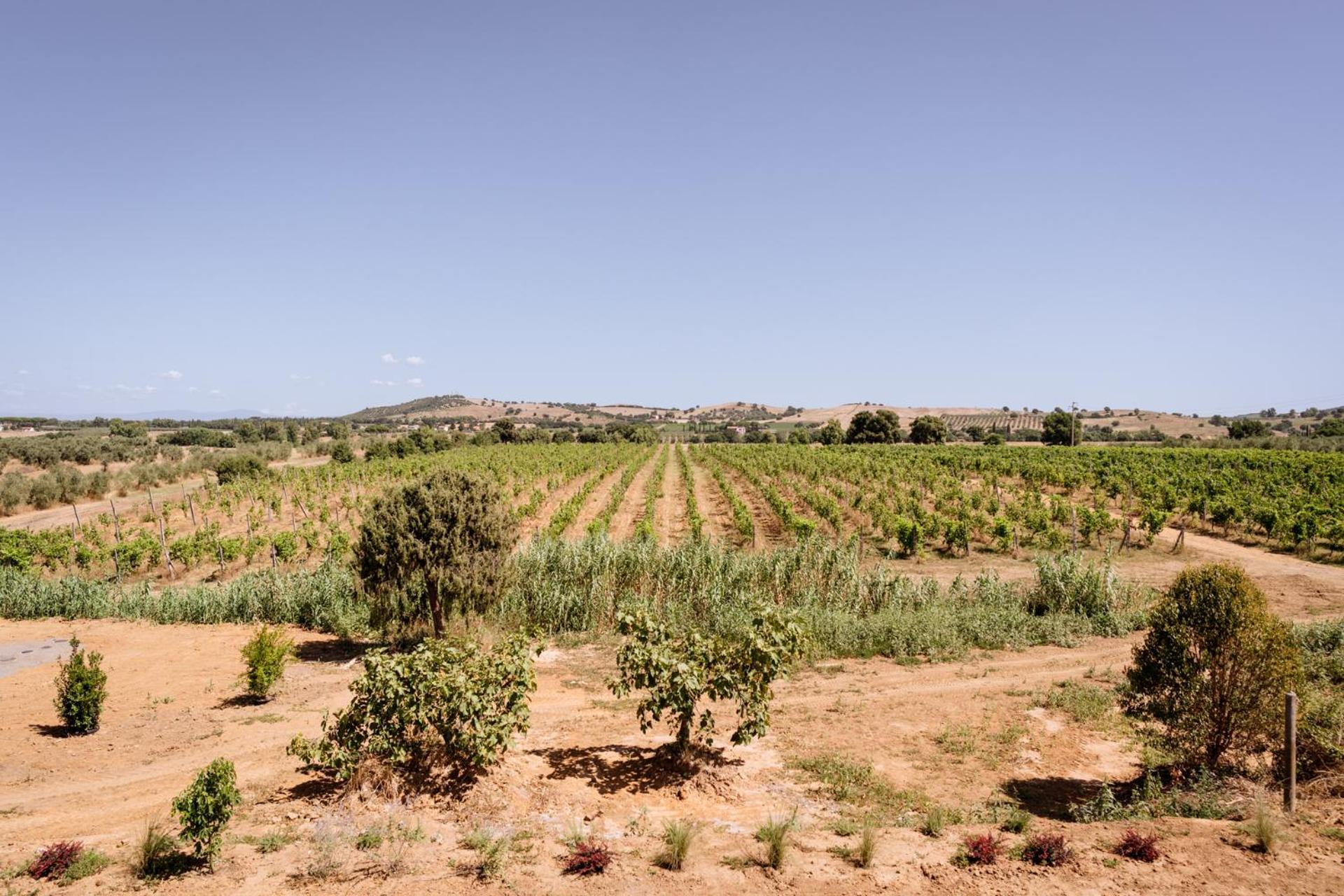 Agriturismo Bio Podere 109 - Wine&Food อัลเบเรเซ ภายนอก รูปภาพ