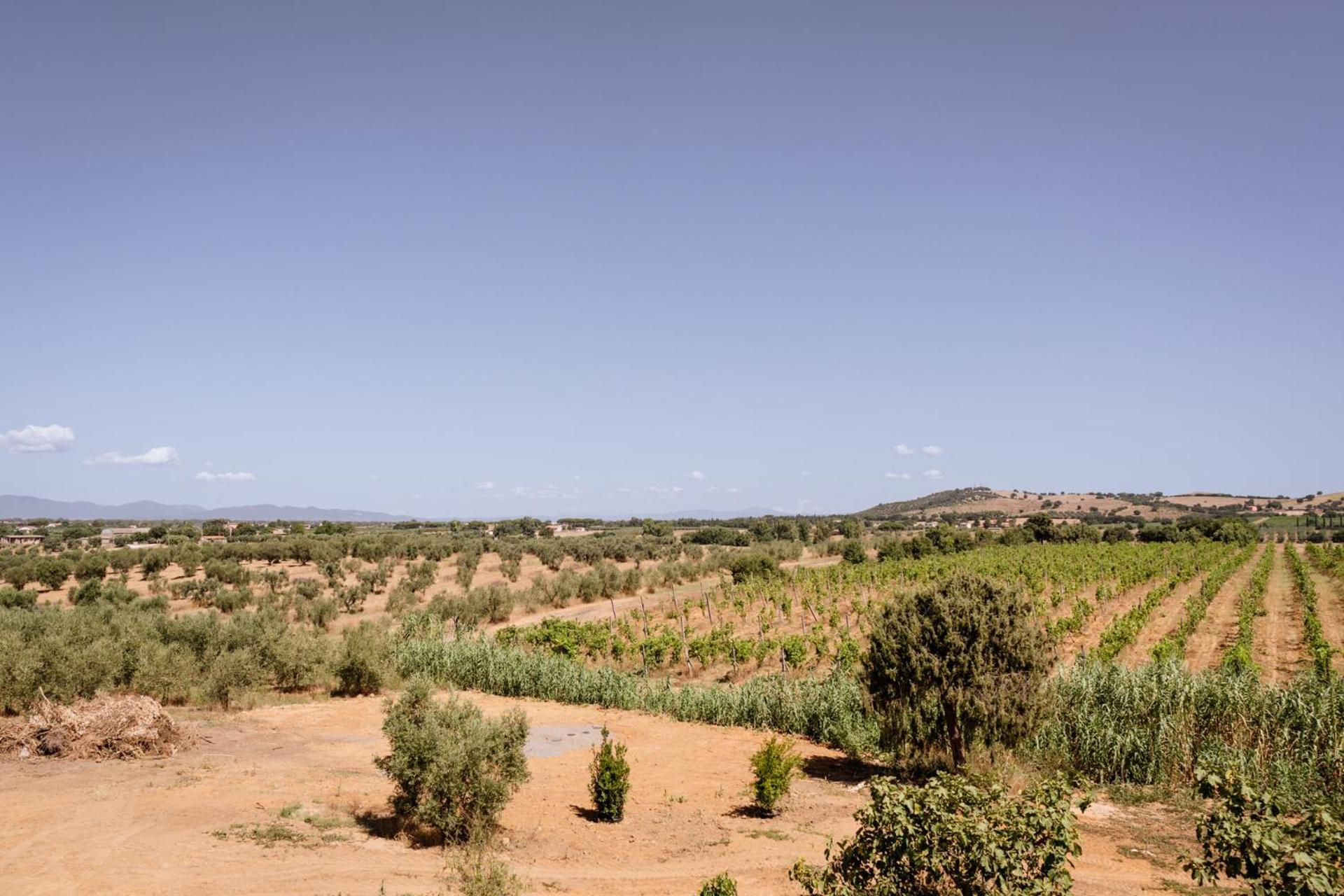 Agriturismo Bio Podere 109 - Wine&Food อัลเบเรเซ ภายนอก รูปภาพ