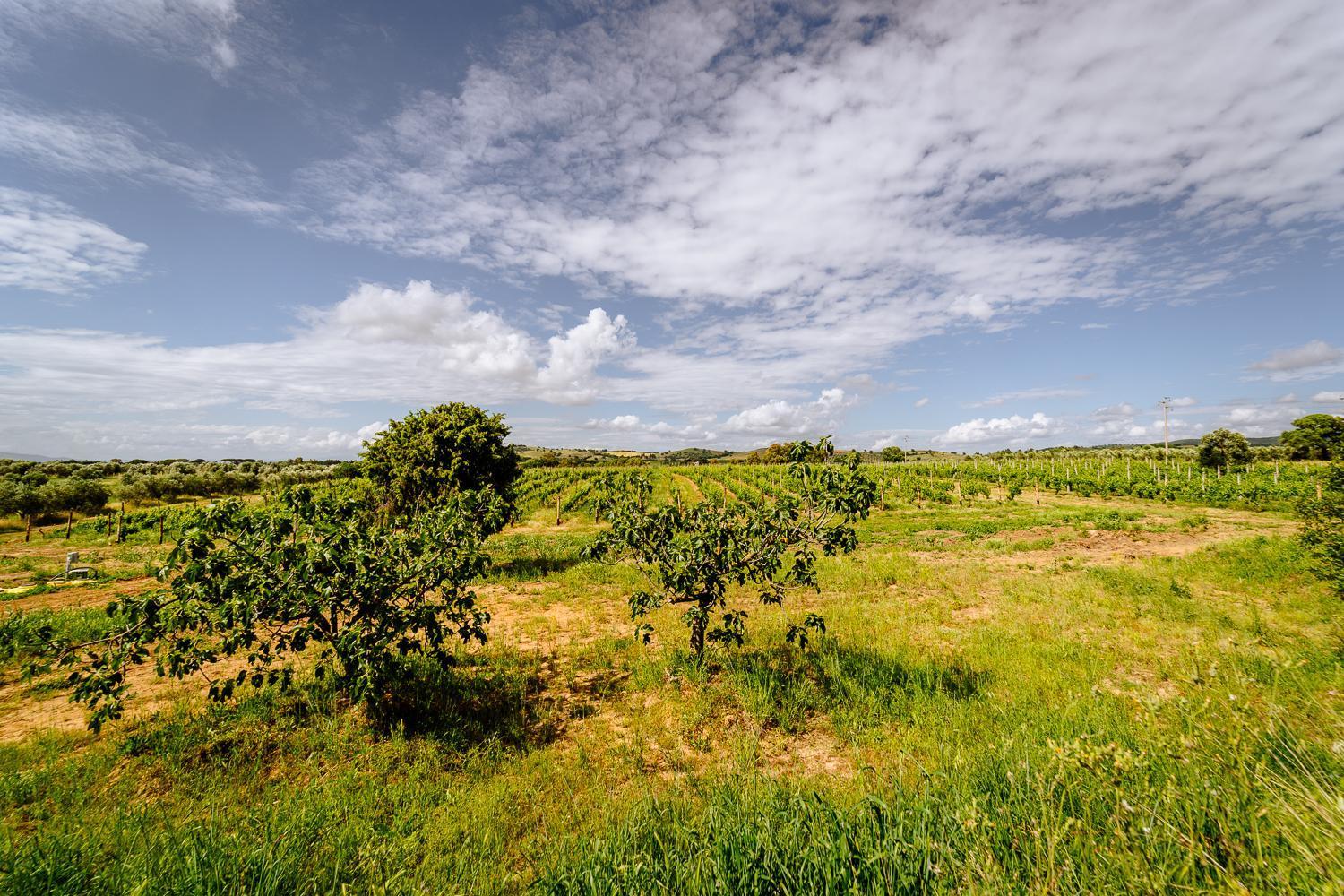 Agriturismo Bio Podere 109 - Wine&Food อัลเบเรเซ ภายนอก รูปภาพ