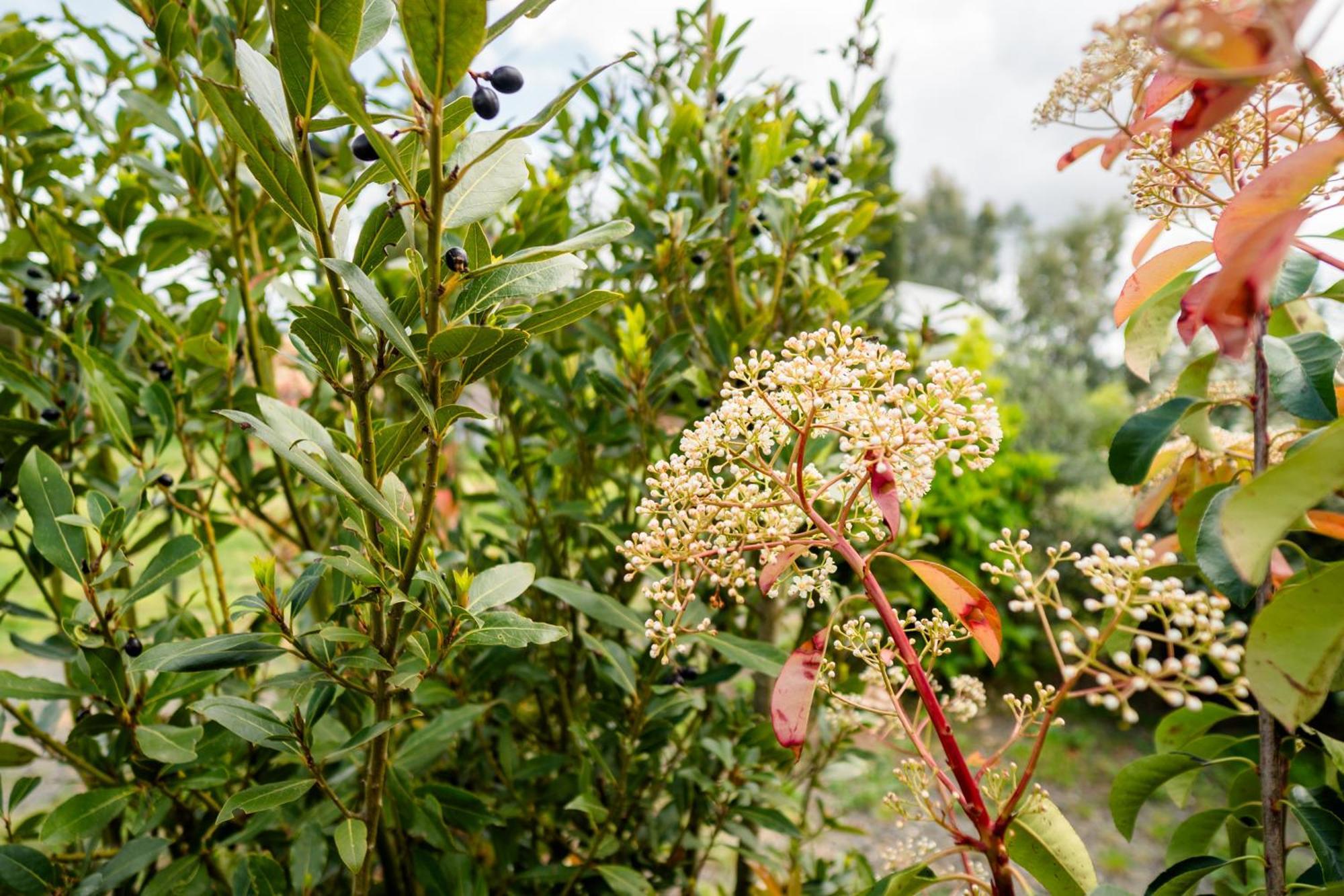 Agriturismo Bio Podere 109 - Wine&Food อัลเบเรเซ ภายนอก รูปภาพ
